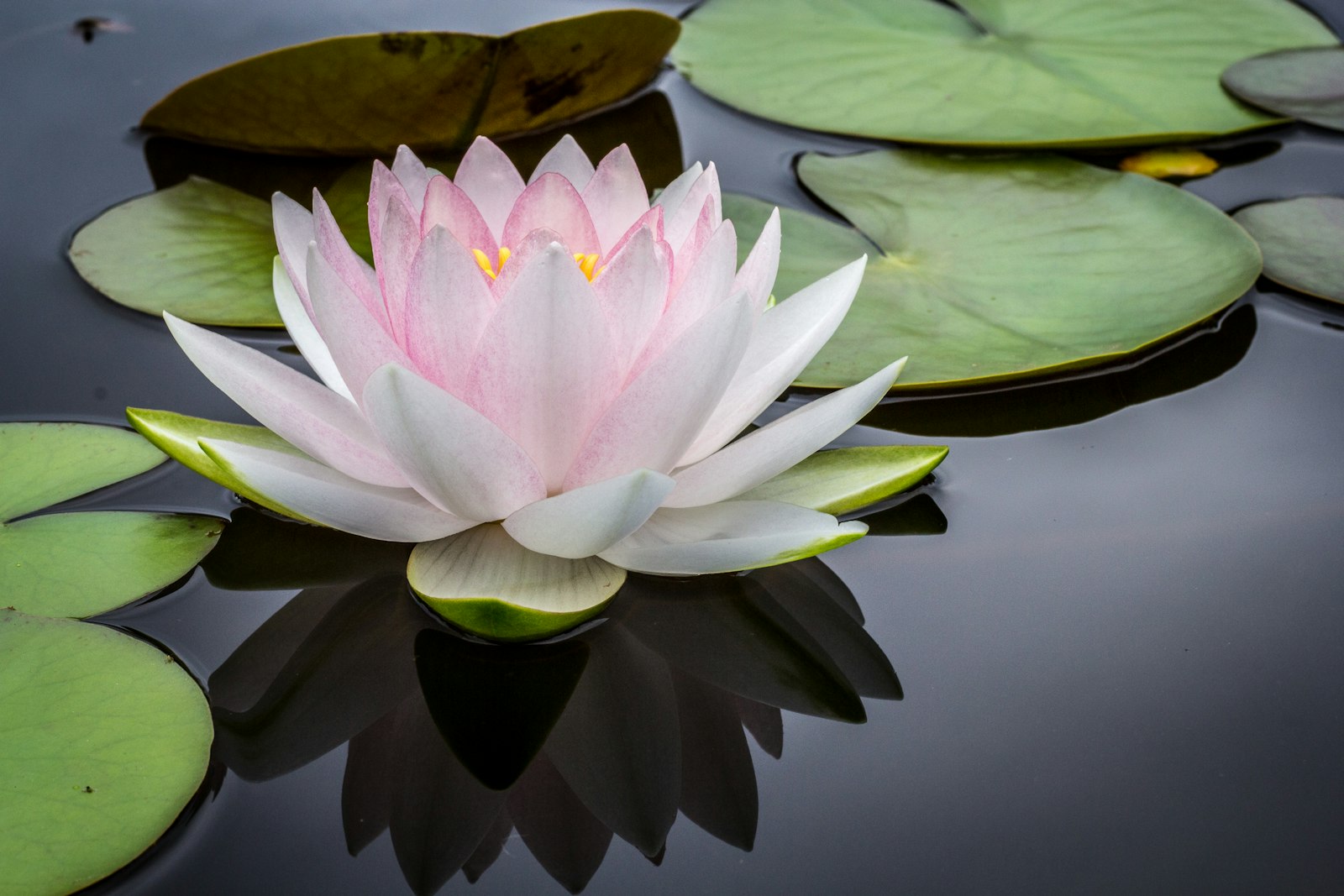 A lotus resting on still water, its reflection mirrored below — like a chitta grown clear enough to see what lies beneath.